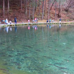 小菅トラウトガーデン 釣果