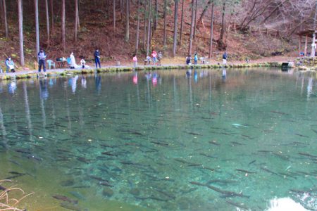 小菅トラウトガーデン 釣果