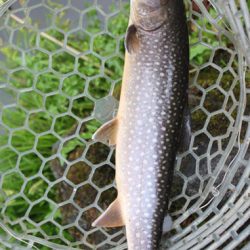 小菅トラウトガーデン 釣果