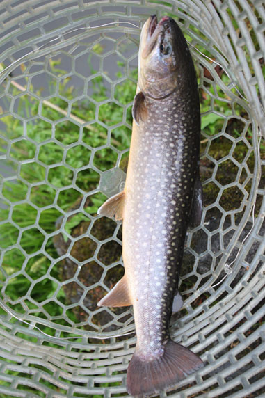 小菅トラウトガーデン 釣果