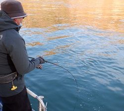 遊漁船 幸友丸 釣果