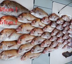 遊漁船 幸友丸 釣果