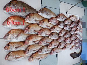 遊漁船 幸友丸 釣果