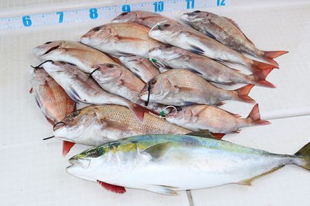 松本釣船２ 釣果