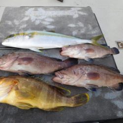 第二一之紀丸(ダイニイチノキマル) 釣果