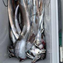 さんさん丸 釣果