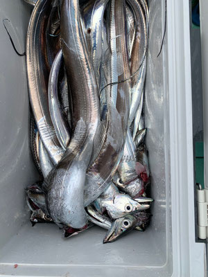 さんさん丸 釣果