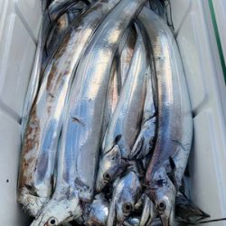 さんさん丸 釣果