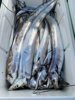 さんさん丸 釣果