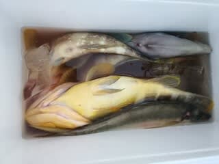 松福丸 釣果