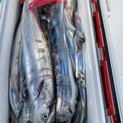 さんさん丸 釣果