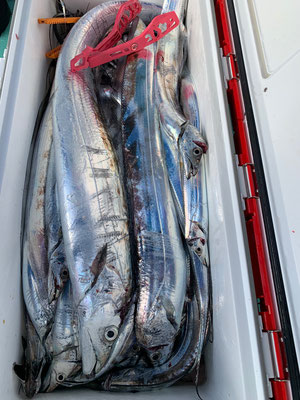 さんさん丸 釣果