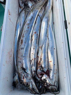 さんさん丸 釣果