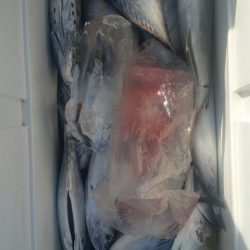 第五慶門丸 釣果