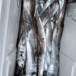 さんさん丸 釣果