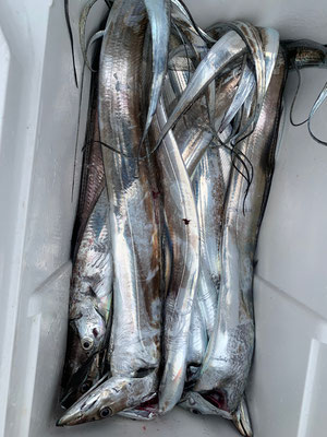 さんさん丸 釣果