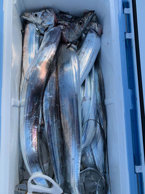 さんさん丸 釣果