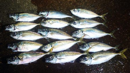 尺アジ?出ました?