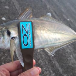 尺アジ？出ました？