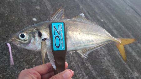 尺アジ？出ました？