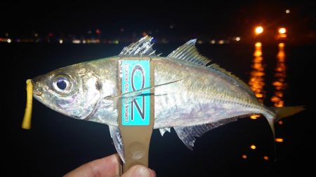 尺アジ？出ました？