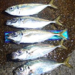 尺アジ？出ました？