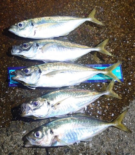 尺アジ？出ました？