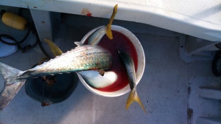 弘福丸 釣果