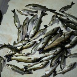 TOPGUN名古屋 釣果