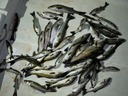 TOPGUN名古屋 釣果