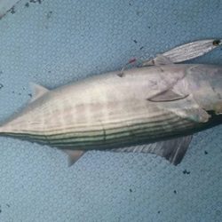 第五慶門丸 釣果