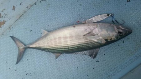 第五慶門丸 釣果