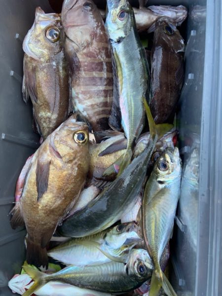 宝昌丸 釣果