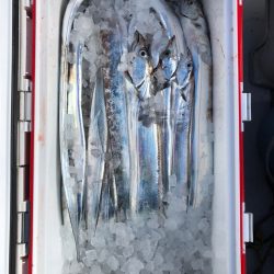 フィッシング　キッタカ 釣果