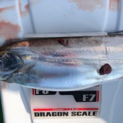 フィッシング　キッタカ 釣果