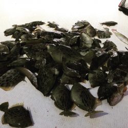 Magic（マジック） 釣果