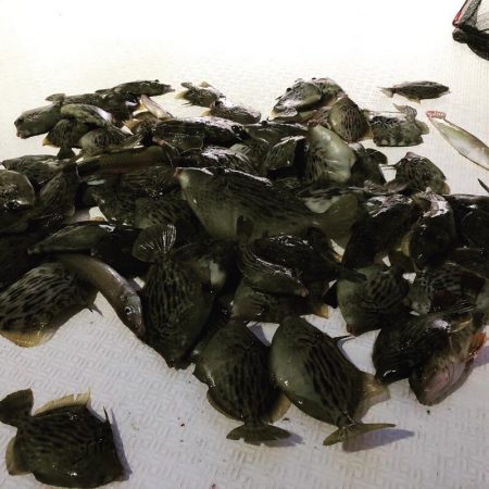 Magic（マジック） 釣果