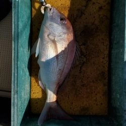 遊漁船 ニライカナイ 釣果