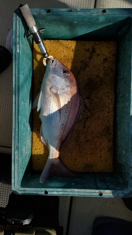 遊漁船 ニライカナイ 釣果