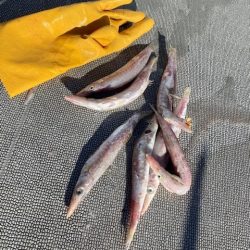 へいみつ丸 釣果