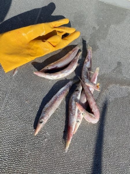 へいみつ丸 釣果