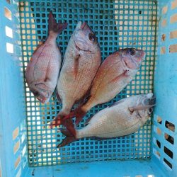 たかみ丸 釣果
