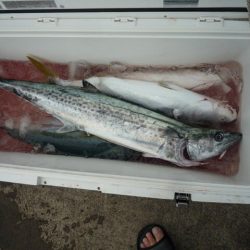 浅間丸 釣果