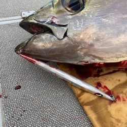 へいみつ丸 釣果