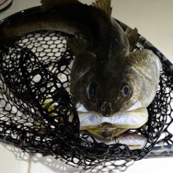 Marine T Design マリンティーデザイン 釣果