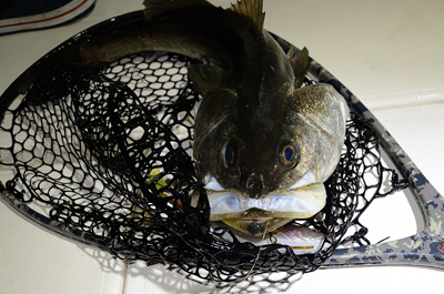 Marine T Design マリンティーデザイン 釣果