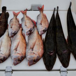 Marine T Design マリンティーデザイン 釣果