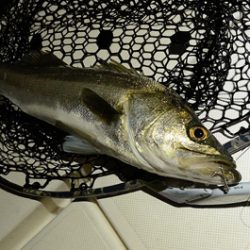 Marine T Design マリンティーデザイン 釣果