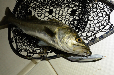 Marine T Design マリンティーデザイン 釣果