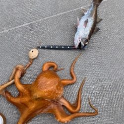 へいみつ丸 釣果